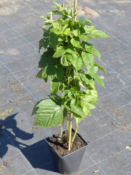 Rubus idaeus 'Autumn First®'
